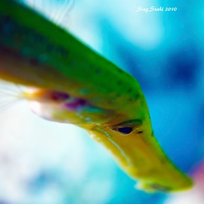 101210_Bonaire_0126